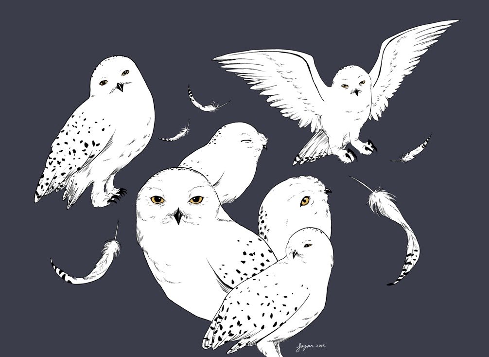 Owls 