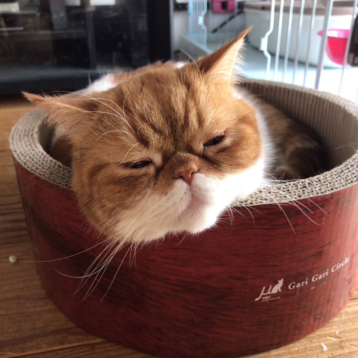 Uzivatel 本名正憲 長寿と繁栄を Na Twitteru W エキゾチックショートヘア 猫好きさんと繋がりたい