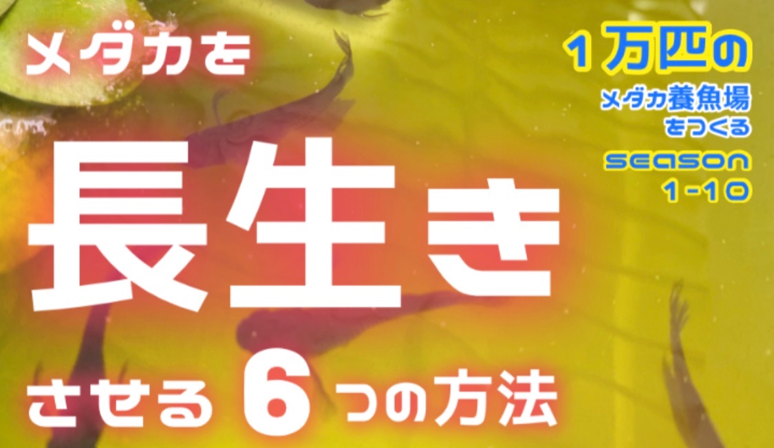 Haru S Aquarium メダカ 1万匹のメダカ養魚場をつくるseason1 10メダカを長生きさせる6つの方法 よければみて下さいませ T Co Qhafgmddgb Via Youtube