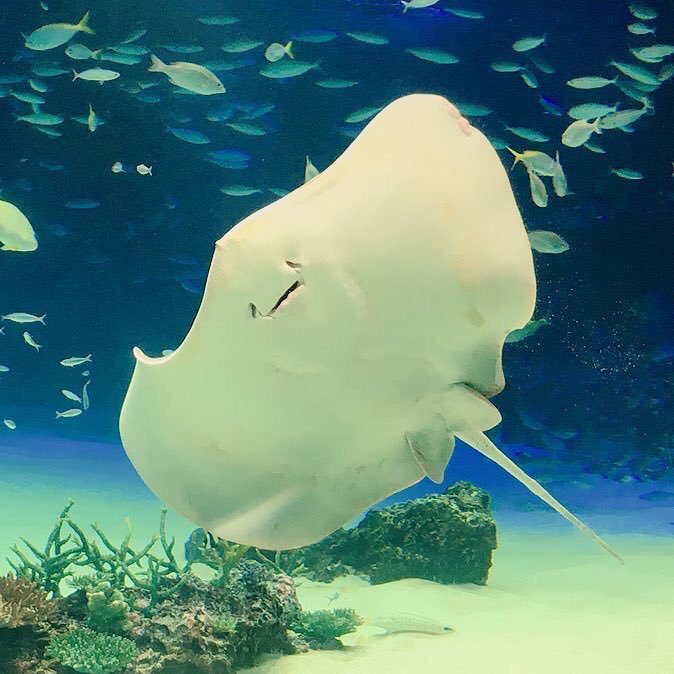 エイのtwitterイラスト検索結果