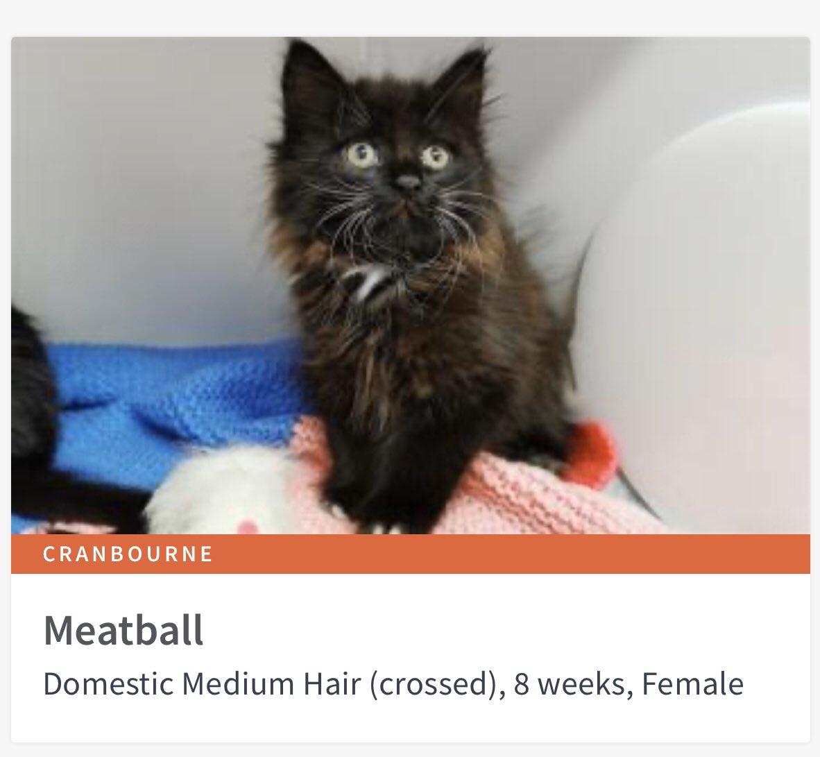 AdoptAFloof's tweet photo. #adoptAfloof of the day: Meatball 🍖 🎱 the 8wo DMH X kitten at the @lostdogshome Cranbourne 
.
.
https://t.co/NsUA2PMssI

#floof #adoptdontshop #dmh #kittens #rescuecats #ldh https://t.co/Q6sdlQoiql