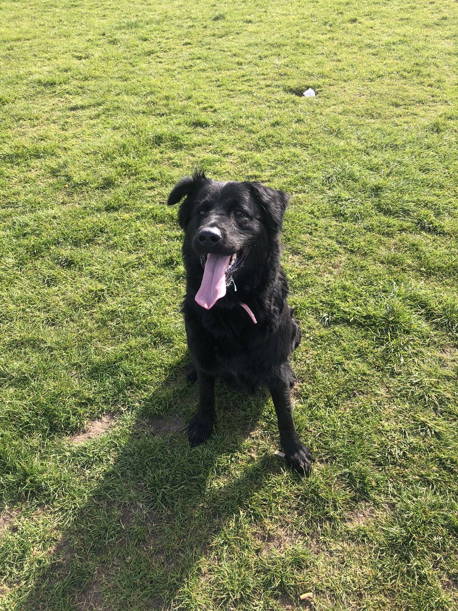 ToalShannon's tweet photo. Just wanna say a massive thank you to everyone who supported and got involved with our #passingpositivity campaign to raise awareness for mental health💘 did my own walk yesterday with my furry friend Stella, both is shared a smile after our walk😊 @mental_united https://t.co/0tErwoPcoS