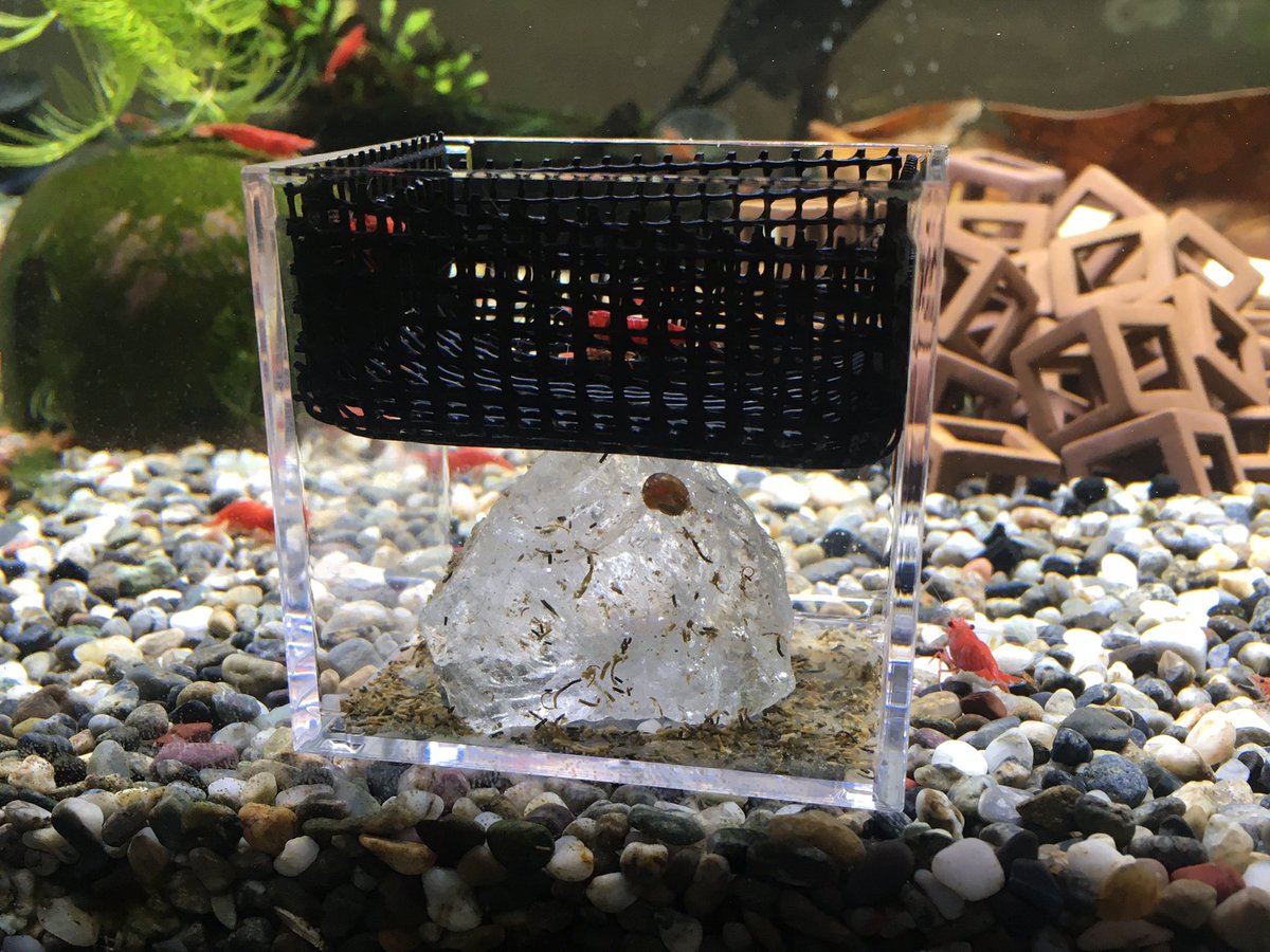 Rainman エビちゃん環境変わったから抱卵してるヤツ出てきたんで前々からやってみようと思ってた稚エビ用エサ入れ作ってみた 網の上に大人用エサ入れとくと細かい食べカスが下に溜まって稚エビしか入れないスリットを通ってエサにありつける感じ 重石はその