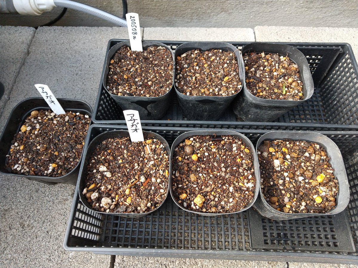 活動拠点は千里丘陵 片山 今日の庭いじり 昨日から発芽促進の為 水に漬けておいた 垣根朝顔 の種を3号育苗ポットに蒔いた ポットの数を少なくする為 置き場所が無い 一つに4粒も蒔き 余った元気の良さそうな一粒は別ポットに ガーデニング 花