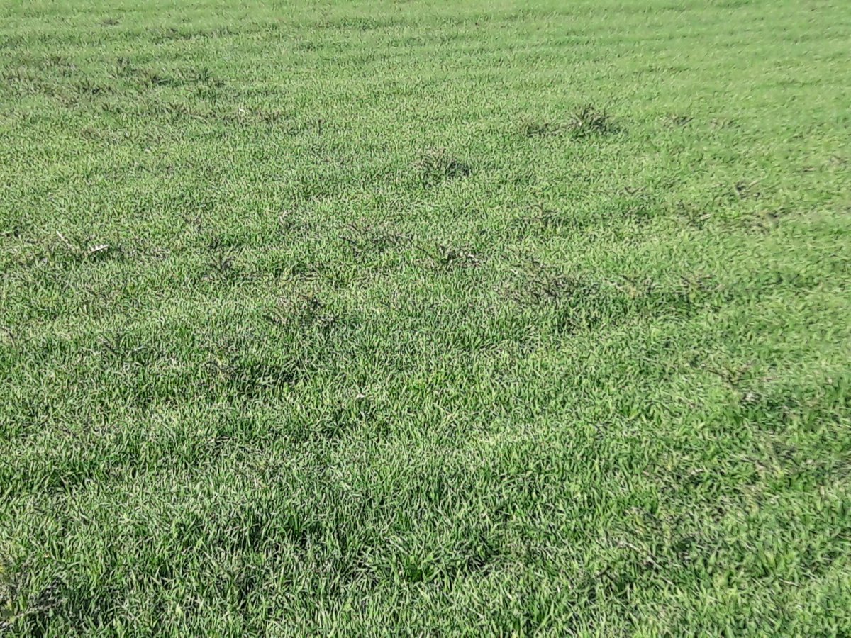 Guyot Vincent On Twitter Gestion Chimique Car Obligatoire Des Chardons Dans Mes Cereales De Printemps Orge De Printemps Rgtplanet Et Ble De Printemps Feeling Bofix Cortevafr Https T Co Keuxj5tg9n