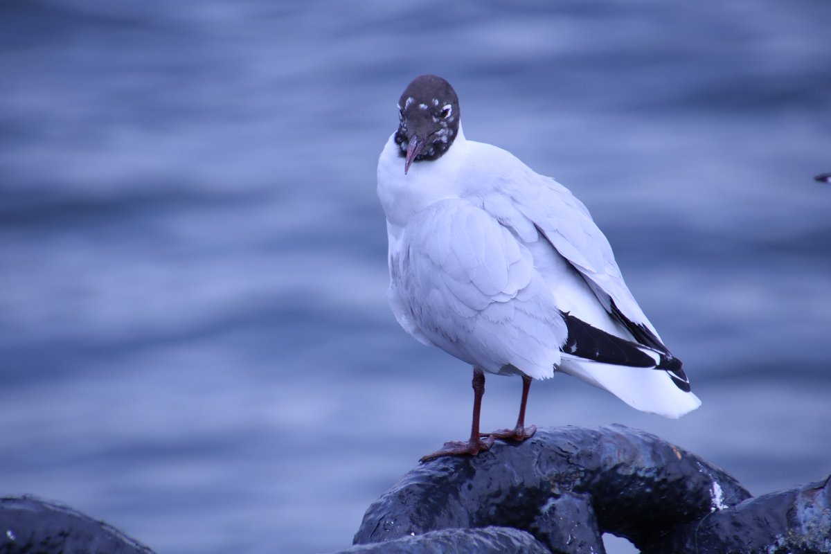 チドリ目カモメ科カモメ属