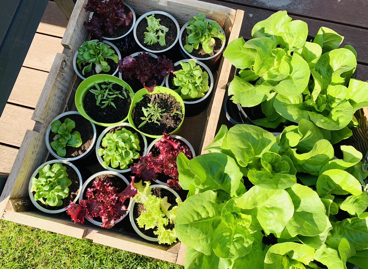 Boram Kim tweet media