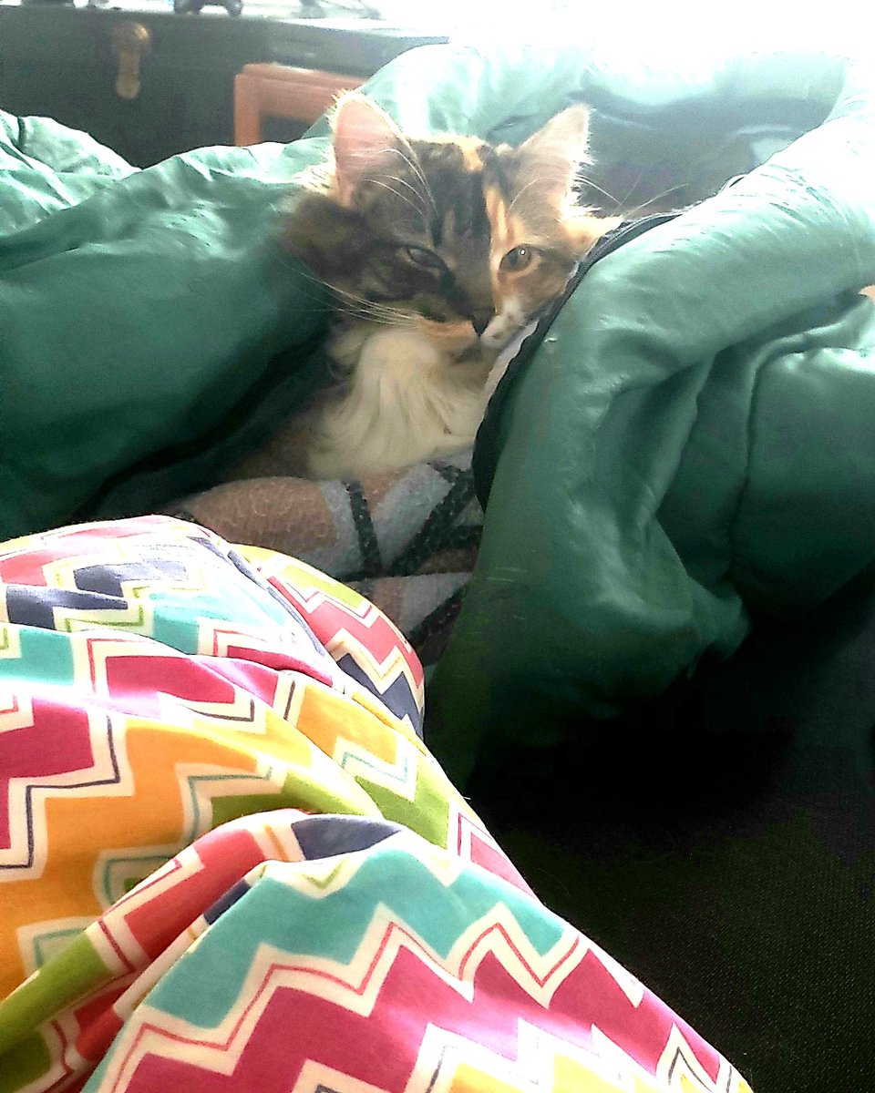 CLHajas's tweet photo. @littlefulla A cat in a blanket https://t.co/IyGwcDGbWf