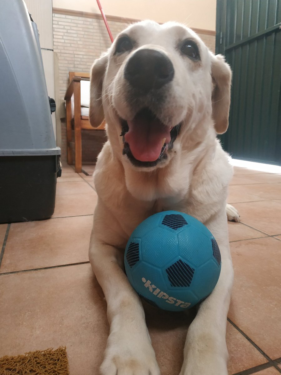 frutadelbosque_'s tweet photo. Duna tiene una relación amor-odio con su pelotita 🖤 https://t.co/rCtq8kPLjY