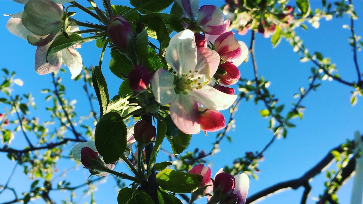 おじちゃんのリンゴ畑 Todaapplefarm Twitter