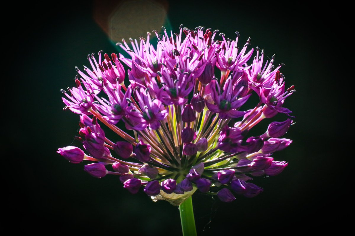 #havecameracanttravel so still photographing things in my garden.
Naughty lens flare....