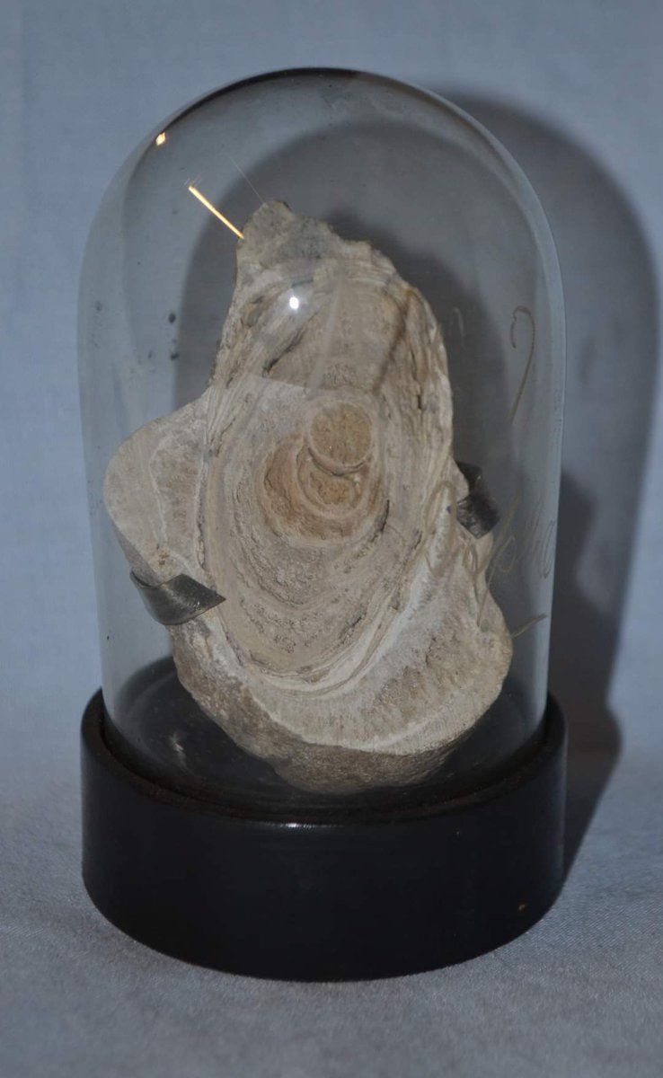 TeviotPlace's tweet photo. As promised - our favourite 19c intestinal concretion from a horse! The enterolith (stone-like formation in the digestive tract) forms when minerals collect around a small foreign object in the gut.This one was cut in two for display [Ref 6473/4] #WhyTheLongFace #NeighBother 🐴😳 https://t.co/e9OPtf88Hj