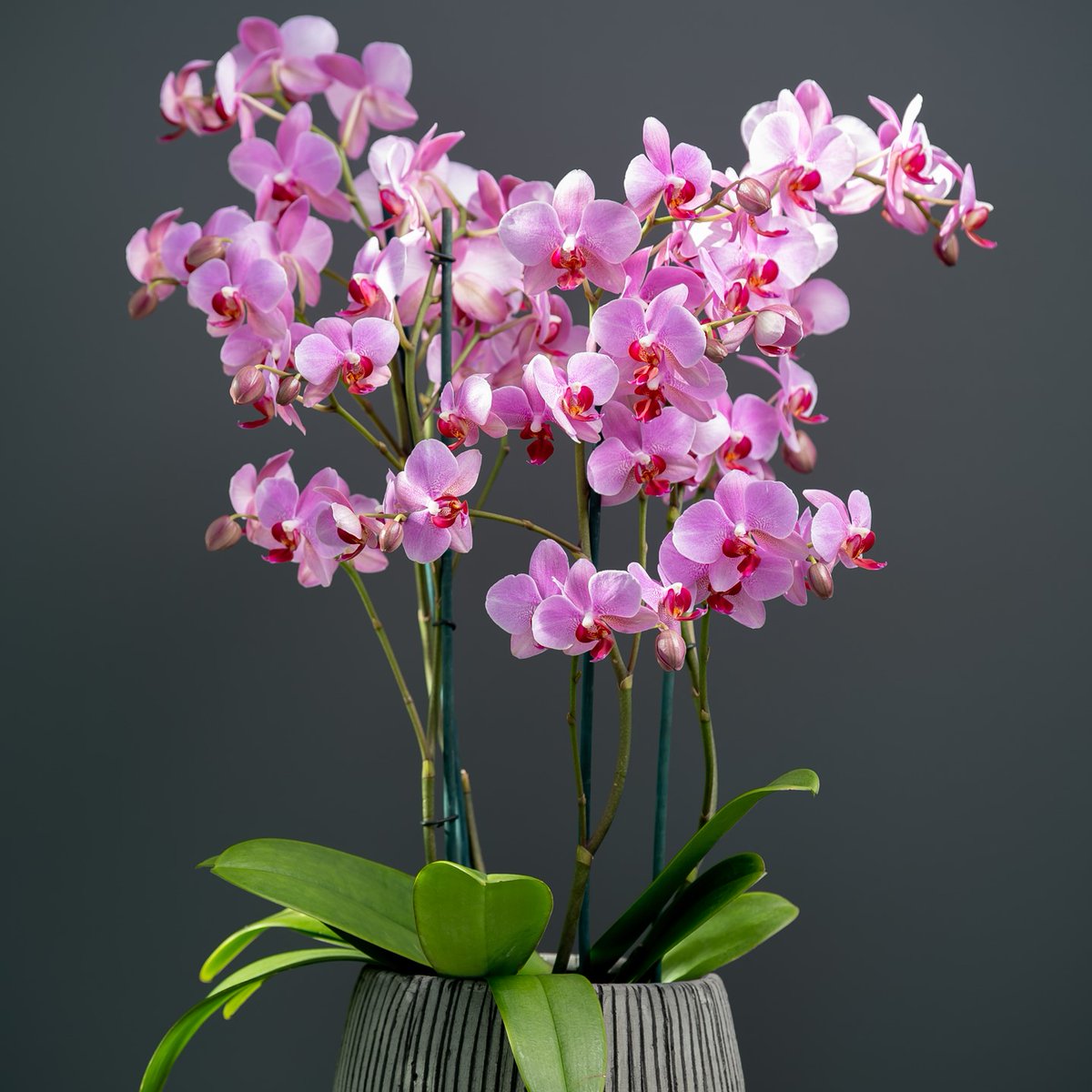 Onze #Marvellous is genomineerd voor de Glazen Tulp! Vind jij dat dit #concept, die sprekend lijkt op een vol boeket bloemen, kans moet maken op deze #award? Breng dan je stem uit via fd8.formdesk.com/floraholland1/…. #sierteelt #noviteiten