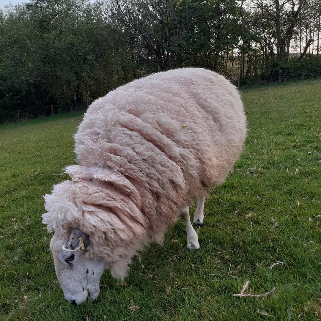 WPSSanctuary's tweet photo. A sheep a day in May
π Bouncy π
Bouncy is a Welsh mule (Welsh x Bluefaced Leicester)
She is 9 years old
#sheep365 #sheepoftwitter #animalsanctuary #welshsheep #welshmule #bluefacedleicester #BankHolidayWeekend #sponsorasheep #AmazonWishList https://t.co/OiTOtXBrqv