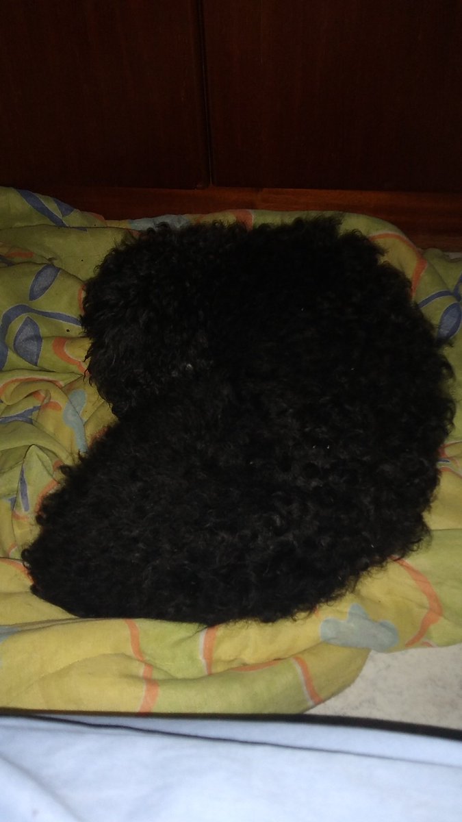 thatamassad's tweet photo. Finalmente deitou...veremos quanto tempo dura essa pausa para o descanso!! #noitelonga #longanoite https://t.co/EMORYia5wv