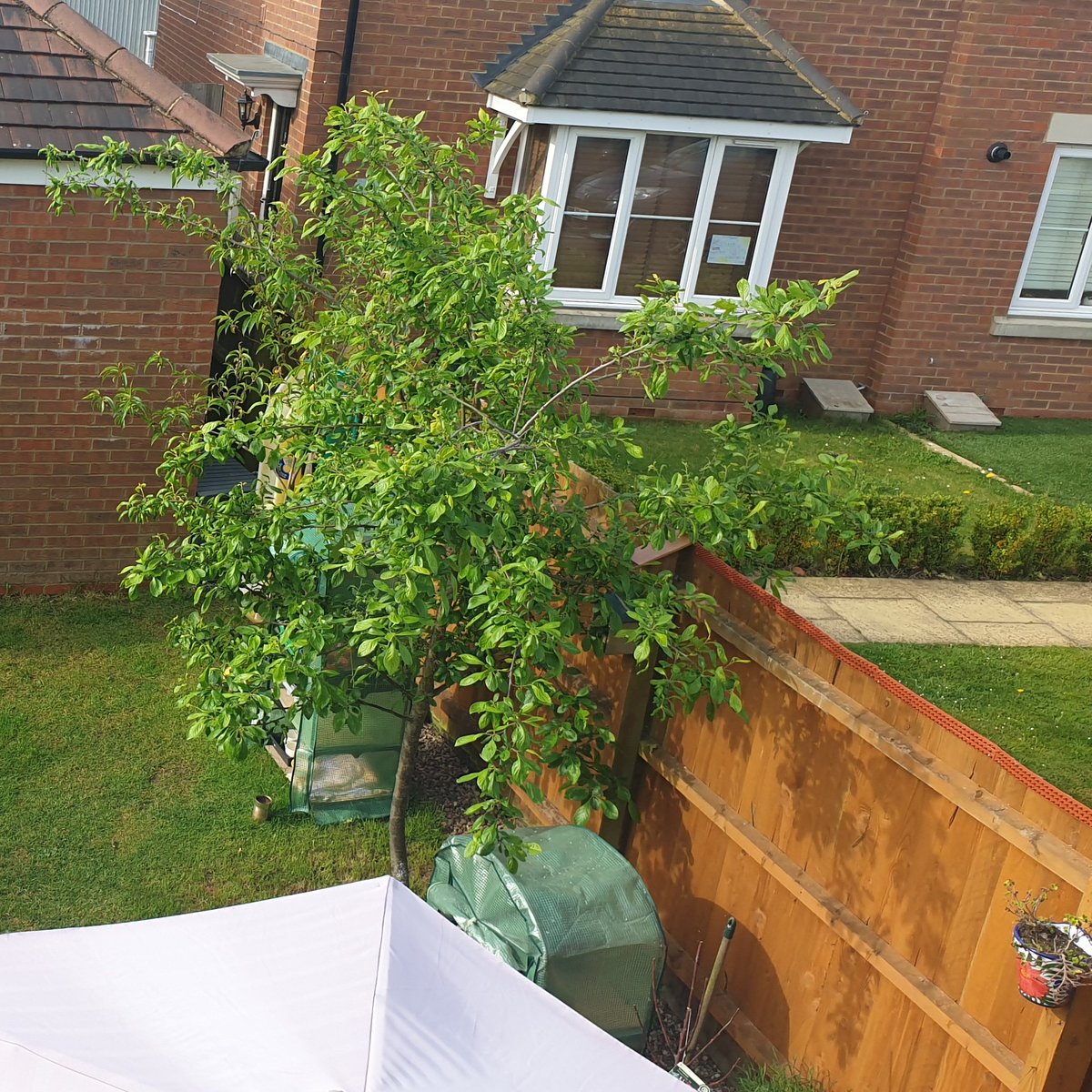 markgeveritt's tweet photo. Taken from roughly the same spot (my bedroom window) there's exactly 4 years difference between these photos. Wouldn't believe it was the same tree would you?
Isn't nature wonderful? #nature #NaturePhotography #4yearsdifference https://t.co/5s5vpVdv4w