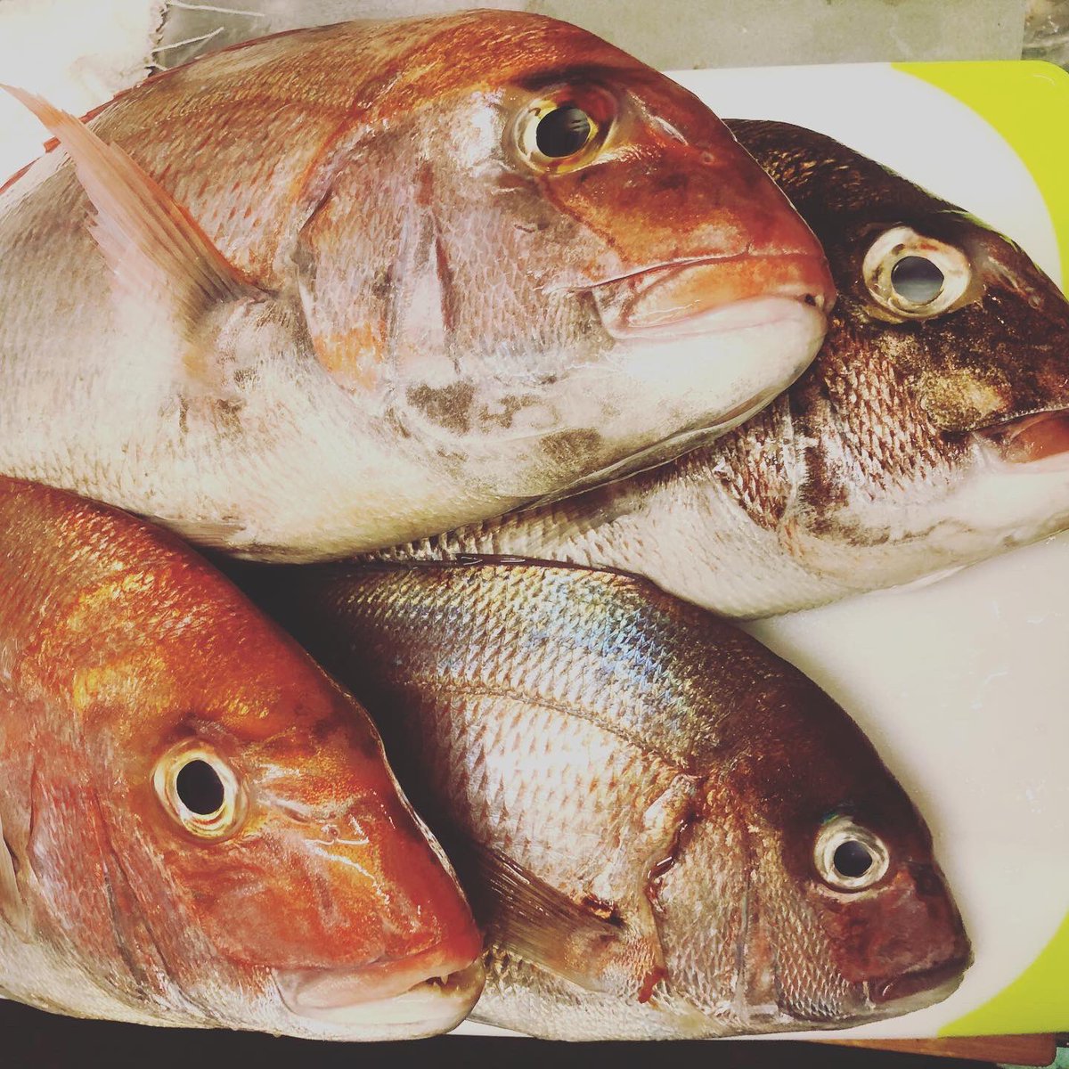 あまねここち Pa Twitter 今日は魚魚魚をおろしました 魚屋さん毎日大変だなぁと感謝の気持ちがひしひし いつもありがとうございます 明日は鯛めし お刺身かなぁ 明日から通常営業です ぜひホッコリしにいらしてください テイクアウトも引き続きよろしく