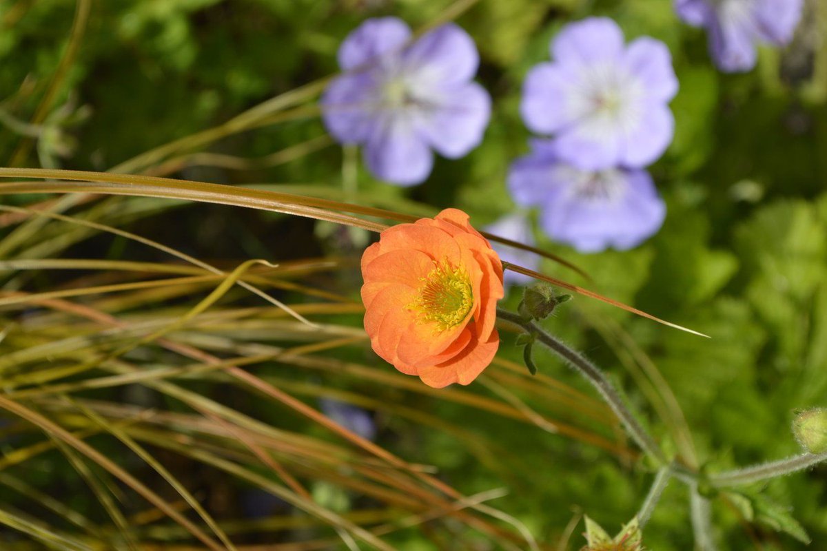 BoCookStudios's tweet photo. I wanted to share with you my blog about choosing grasses for the garden. We always aim to put grasses in a planting design because of the character, movement and light they bring to a scheme. Read more here https://t.co/0cG7UzFrbs #gardendesignsussex #plantingdesign #designideas https://t.co/5Po0Kc53IP