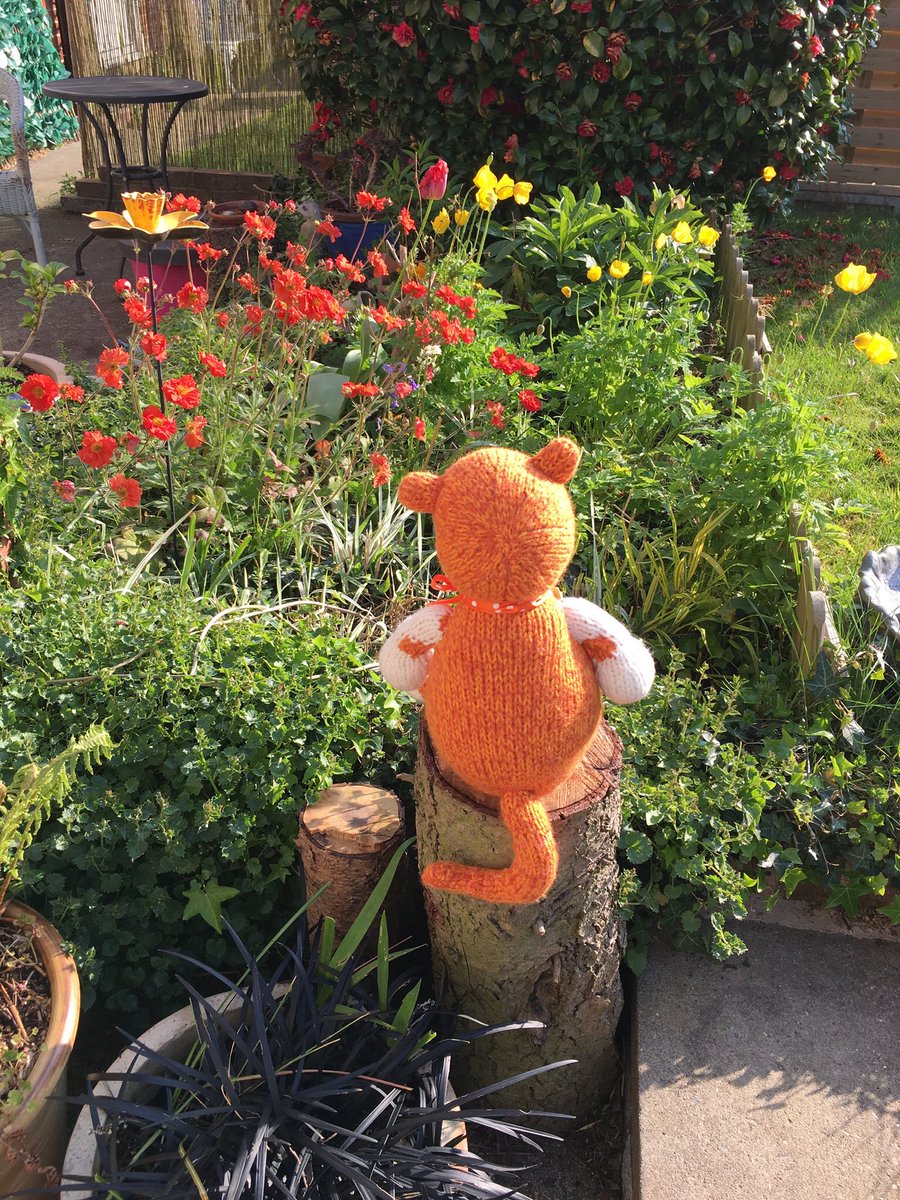 TangoMango9's tweet photo. He is keeping an eye on my garden but squizzers not fooled. @PottsAndPlum #blighters https://t.co/Wetw1Mf01q