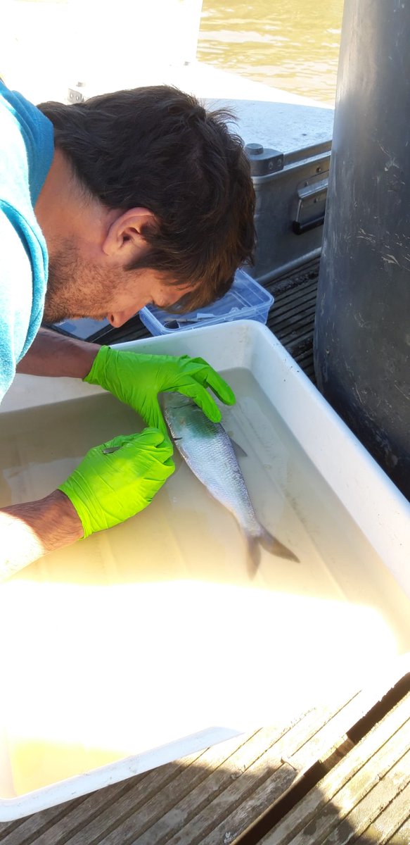 VerhelstPJ's tweet photo. Aah it's that time of the year again, twaite shad tagging! And this year they came in very large numbers with vast areas of spawning activity in the Scheldt River #lifewatch #inbo #ugent #marbiol #aquatictracking #ETN https://t.co/KlBbBilhwh