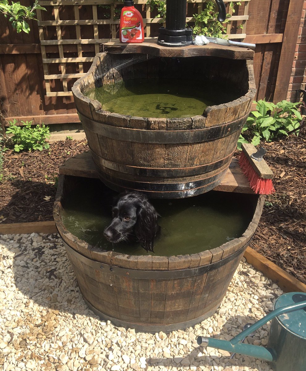 G_M_P_SClass1KD's tweet photo. Good morning 3KD, here is your weekly S A F F Y 🐾 update...
After her walk in the sun yesterday afternoon she was a little warm☀️and so upon her return, she jumped straight into the water feature to cool off! 🤦🏻♀️💦 #naughtysaffy #crazyspaniel https://t.co/u8mLzEJgxq