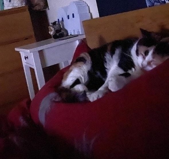 Beardo Benjo tweet media