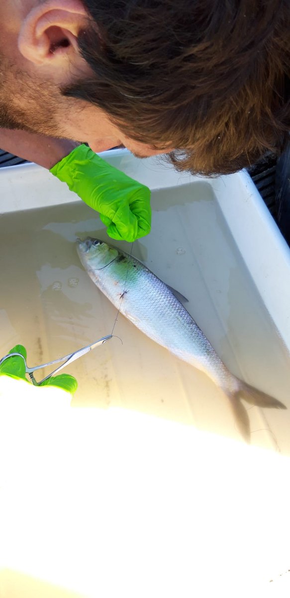 VerhelstPJ's tweet photo. Aah it's that time of the year again, twaite shad tagging! And this year they came in very large numbers with vast areas of spawning activity in the Scheldt River #lifewatch #inbo #ugent #marbiol #aquatictracking #ETN https://t.co/KlBbBilhwh