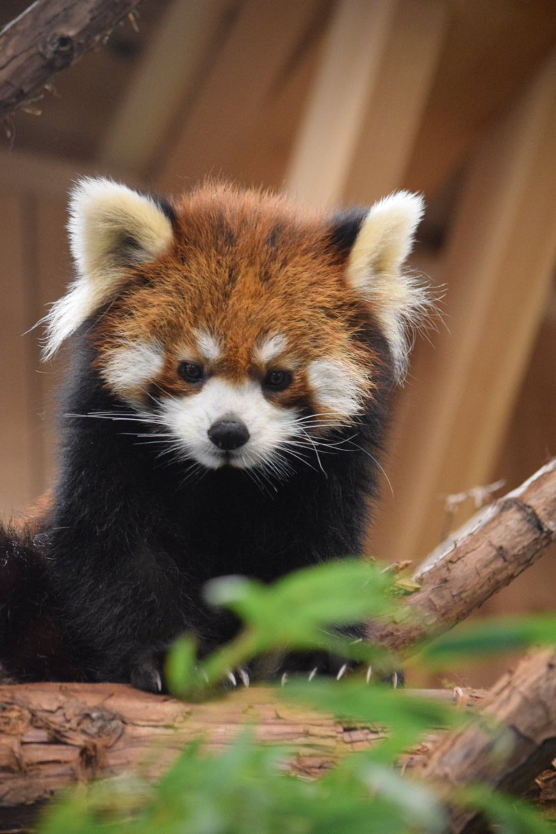 ট ইট র Ki めいしゃんに スライス上げたい 特徴ある食べ方をもう一度見たい めいしゃん レッサーパンダ 伊豆シャボン 動物公園 Animal Zoo Ailurusfulgens Lesserpanda Izushabotenzoo T Co A0cbwpntaj ট ইট র Ki めいしゃんに スライス上げたい 特徴ある食べ方をもう一度見たい めいしゃん レッサーパンダ 伊豆シャボン 動物公園 Animal Zoo Ailurusfulgens Lesserpanda Izushabotenzoo T Co A0cbwpntaj