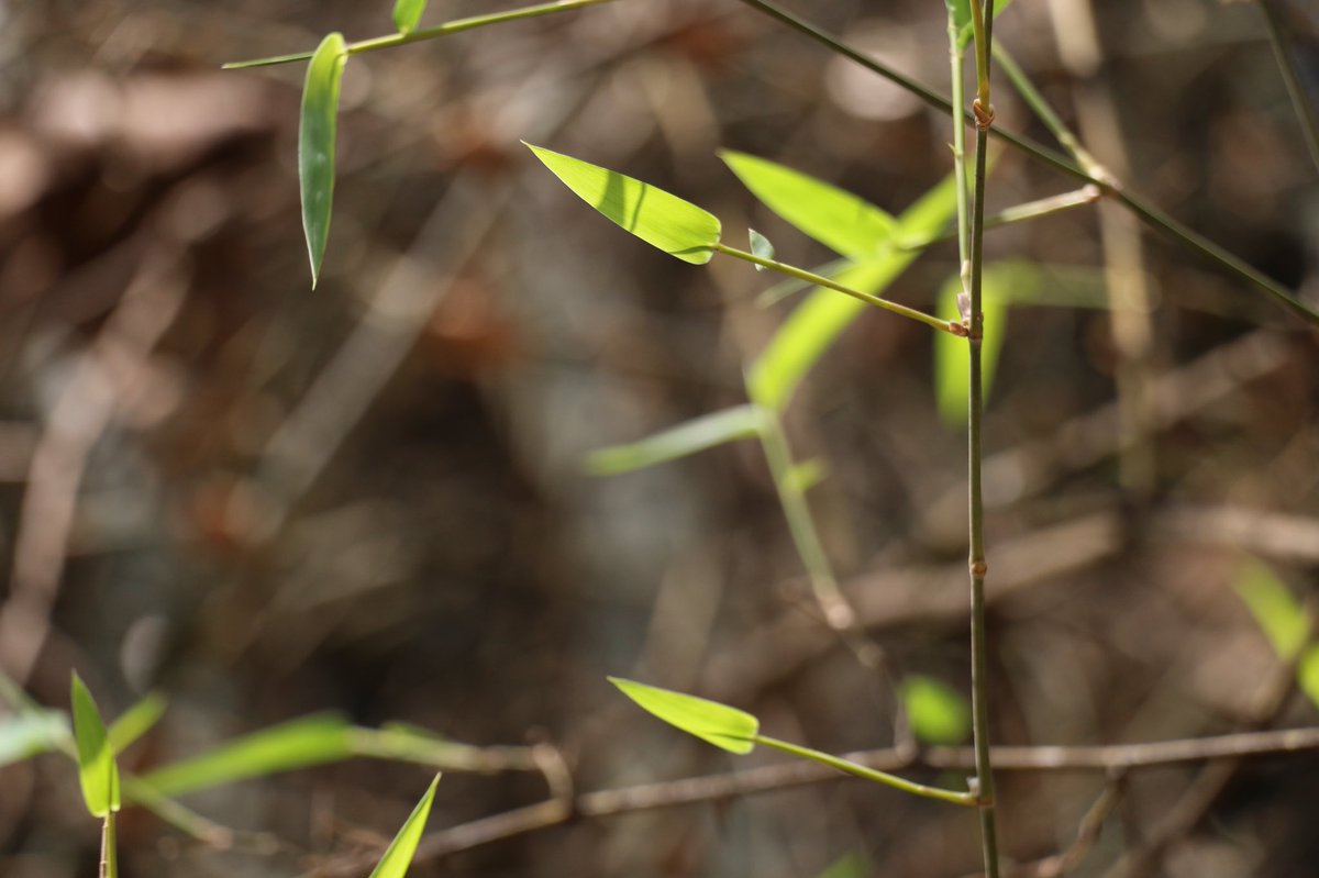 AnilAnnaiah's tweet photo. #Celebrate! your #Love #Story with #Nature here. Share your #Gratitude. 

Visit:https://t.co/5COfBQBzxT 

#NatureIsArtForConservation #DiscoveringScienceThroughTheLens #MeTheChangemaker #BrandRadianz #Planet #films #biodiversity #GlobalGoals #SDGs #people #engagement #BestInUs https://t.co/6GnI6SgqE3