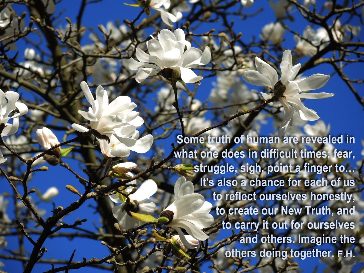 Fumi Hoshino 🍀 星野文則 tweet media