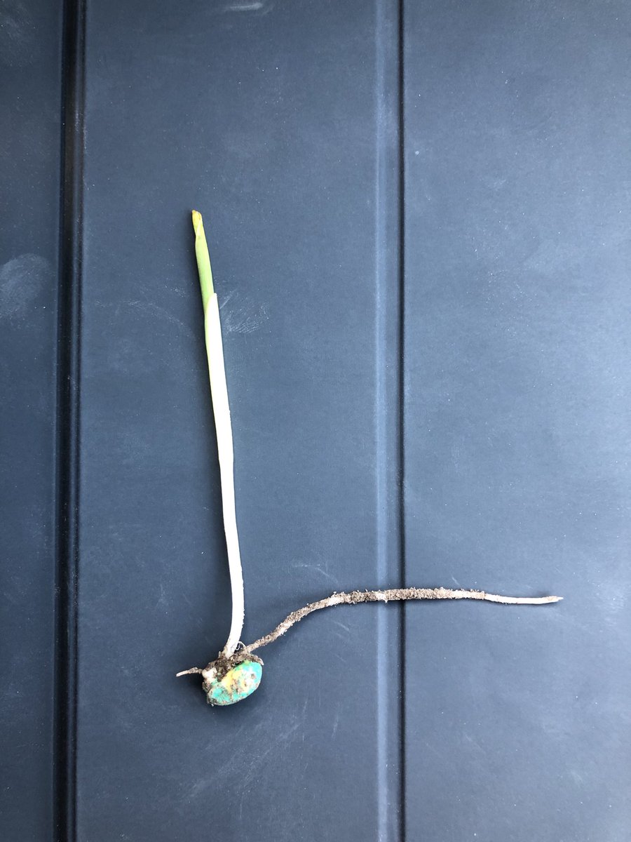 KringsJake's tweet photo. NEW to the ⁦#NKSeeds lineup NK1188 is Breaking Through in Northeast Nebraska! An exciting hybrid to keep an eye on this summer! 🌽 ⁦@NK_W_Cornbelt⁩ https://t.co/H65BAxmN57