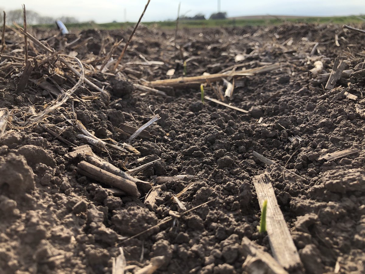 KringsJake's tweet photo. NEW to the ⁦#NKSeeds lineup NK1188 is Breaking Through in Northeast Nebraska! An exciting hybrid to keep an eye on this summer! 🌽 ⁦@NK_W_Cornbelt⁩ https://t.co/H65BAxmN57