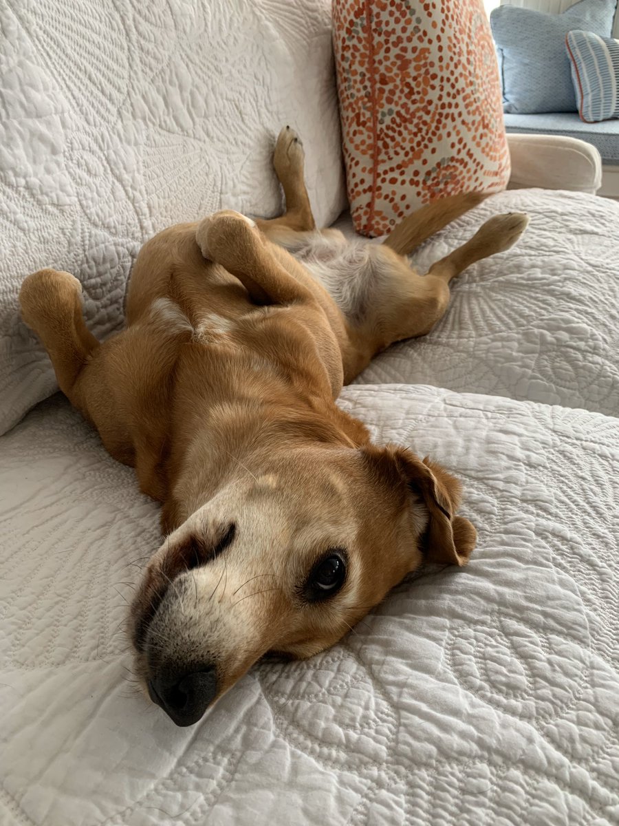 BeagleViolet's tweet photo. @Sylindria @beaglefacts @brookeewalls Violet is ready too https://t.co/Fd29sD01O5