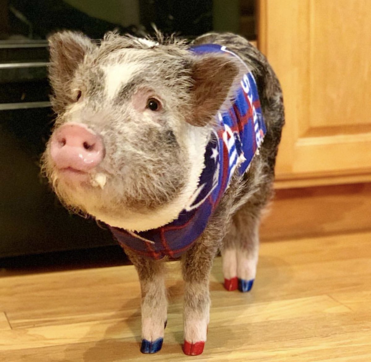SELeadHER's tweet photo. Kevin Bacon is a fan of the #AtHomeInOurNE top 10 sports team results! Go Pats!
#ourNE #oneNE @JStanton3377 @keroninc @TheRealOurNE https://t.co/0rqLCV239R