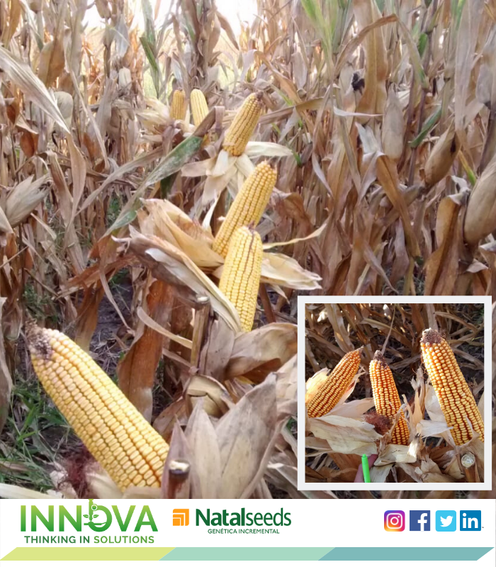 IAgroservicios's tweet photo. Los materiales de #Natalseeds mostrando todo su potencial en el #ECR de San Justo, Santa Fe!
Impresionante esas espigas logradas !!!
#ambientes #ECR #maíz #corn #rendimiento #natalseeds #thinkinginsolutions https://t.co/9Th2edoQlh