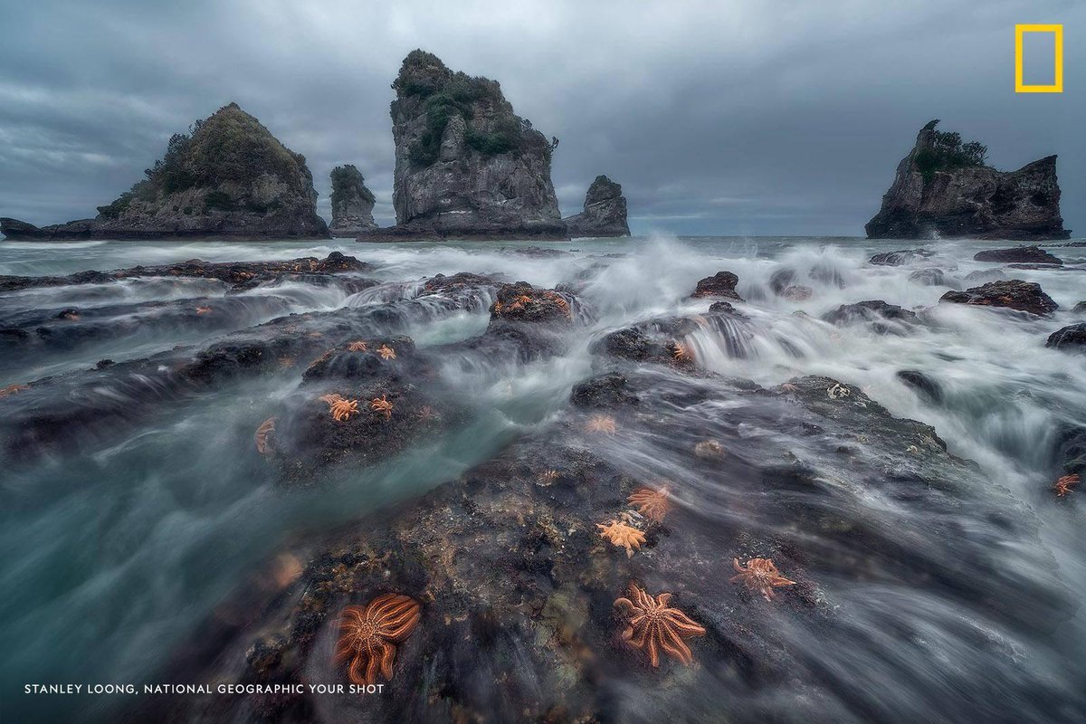 NatGeoHistory's tweet photo. Starfish cling to rocks as the tide comes in off the coast of Greymouth, New Zealand in this dynamic scene captured by Your Shot photographer Stanley Loong. https://t.co/gYIpvTaBmv