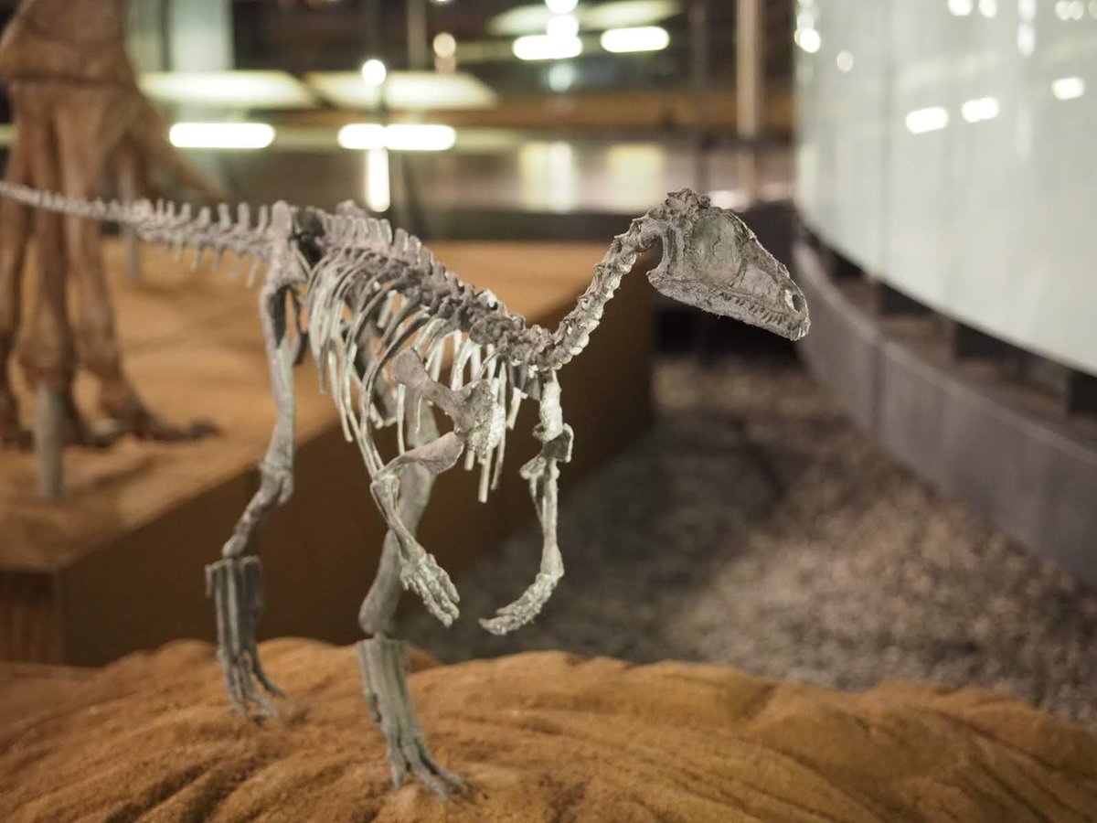 しちみ黒猫 Fossilfriday 金曜日だから化石貼る 福井県立恐竜博物館 エオラプトル 最初の恐竜候補の中では一番有名人寄りなんじゃないかと 夜明けの泥棒という意味になるところ 小林快次先生の著書では暁の略奪者ってカッコ良くなってた T