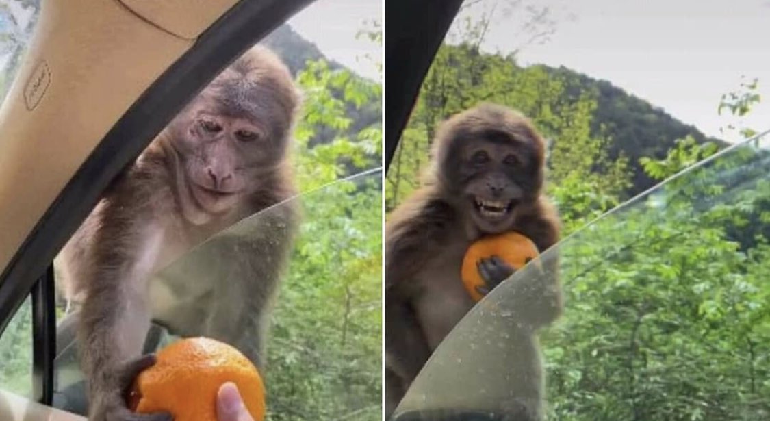 POV: GP handing you his unpeeled orange in a vain hope to cleanse you from your simpness