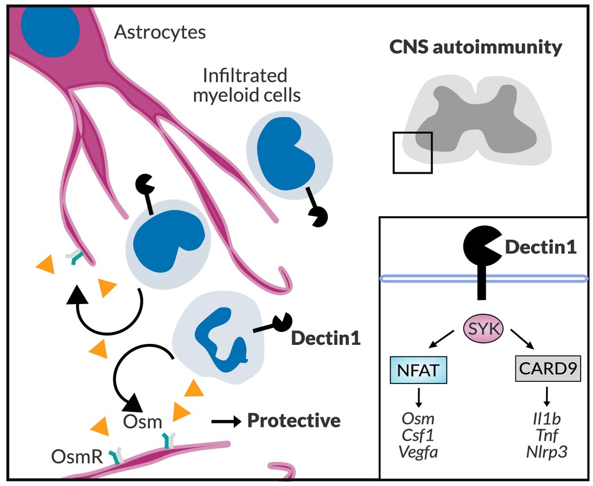 Duke_Shinohara's tweet photo. Please check out our new study by @MEDeerhake et al. on a #CLR, #dectin-1, in #CNSautoimmuity. Unexpectedly, Dectin-1 “limits” EAE through a #CARD9-independent pathway in #myeloid cells secreting OSM, which is then detected by #astrocytes. https://t.co/B5gC1WkTmB https://t.co/LzfUKWpynA