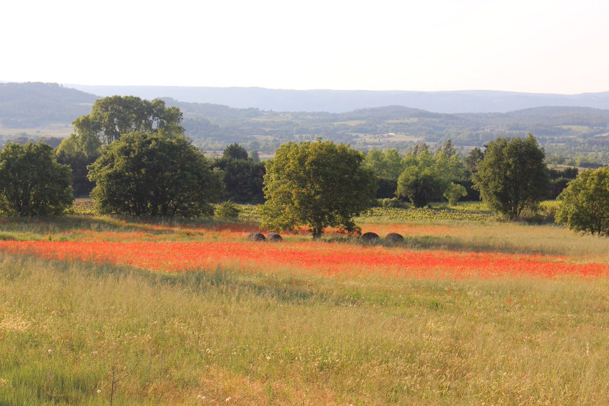 otapt's tweet photo. [IMAGE DU JOUR] Splendide champ de #coquelicots en #paysaptluberon vous aimez vous aussi ? J-3 #100km #ConfinementJour54 #apresconfinement #aprescovid  #CetÉtéJeVisiteLaFrance #FenetreSurLaFrance #fenetresurleluberon 💯 km le Luberon c’est ça ! ⬇️ https://t.co/DF79TkNESm