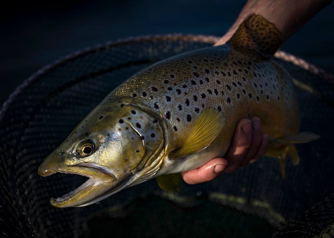 Cabin fever memories: The sun was on its last legs when <a href="/stuartpengs/">Stuart 🏴󠁧󠁢󠁷󠁬󠁳󠁿</a> latched onto this one. I can remember thinking two things: ''I hope it falls off'', and ''If it doesn't and it's a good one it'll look great in this light''. It was and it did. Can't wait to do it again, Stu..