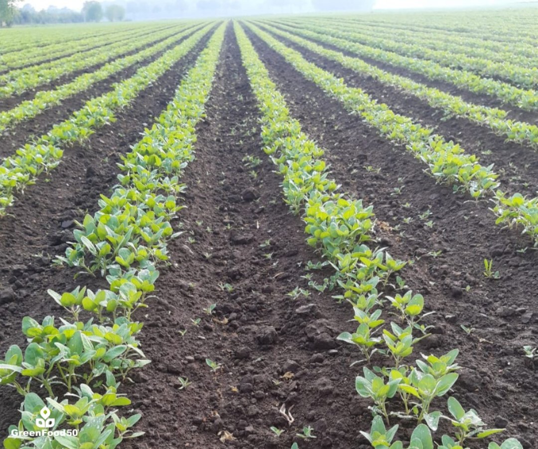 Greenfood50's tweet photo. Quinoa cultivation in The Netherlands ! 🌱🇳🇱

Our proud quinoa growers show updates on the growth process of their quinoa plants. In Dutch we would say that the plants are 'growing like cabbage' 💪

#agriculture #foodvalley #dutchagriculture  #farming  #quinoa #innovative https://t.co/S5HrzgH6ID