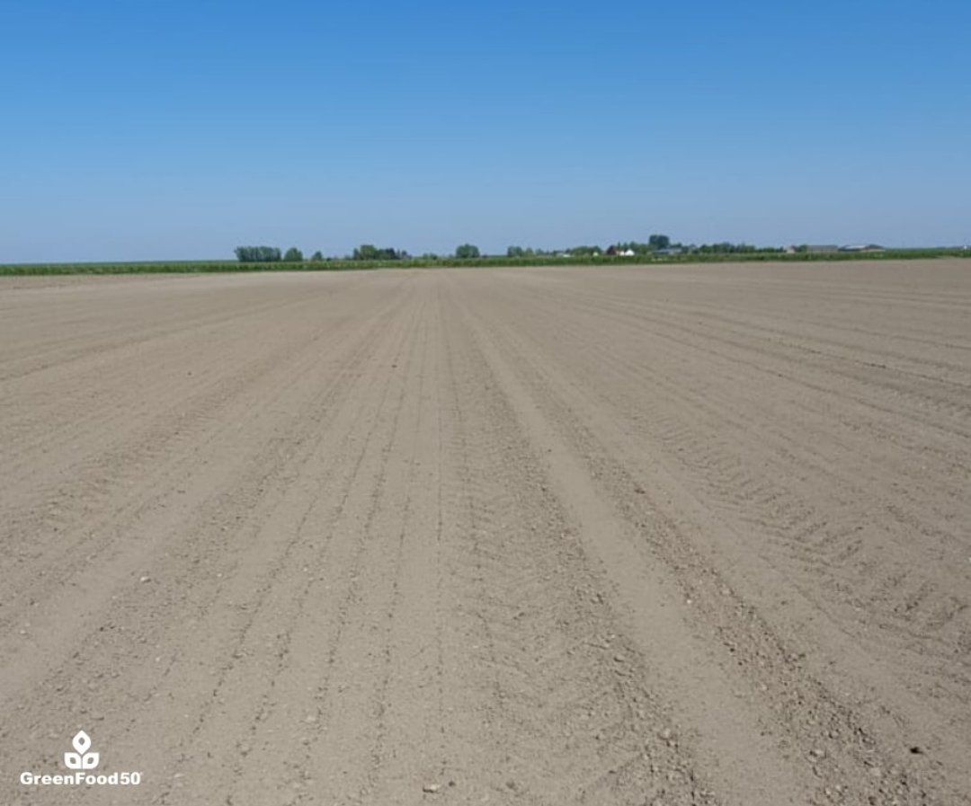 Greenfood50's tweet photo. Quinoa cultivation in The Netherlands ! 🌱🇳🇱

Our proud quinoa growers show updates on the growth process of their quinoa plants. In Dutch we would say that the plants are 'growing like cabbage' 💪

#agriculture #foodvalley #dutchagriculture  #farming  #quinoa #innovative https://t.co/S5HrzgH6ID