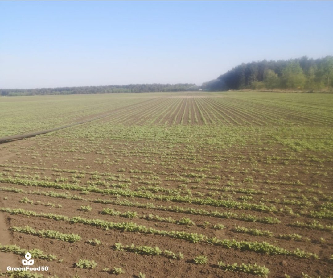 Greenfood50's tweet photo. Quinoa cultivation in The Netherlands ! 🌱🇳🇱

Our proud quinoa growers show updates on the growth process of their quinoa plants. In Dutch we would say that the plants are 'growing like cabbage' 💪

#agriculture #foodvalley #dutchagriculture  #farming  #quinoa #innovative https://t.co/S5HrzgH6ID