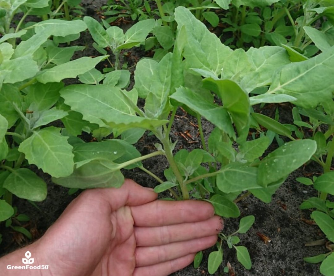 Quinoa cultivation in The Netherlands ! 🌱🇳🇱

Our proud quinoa growers show updates on the growth process of their quinoa plants. In Dutch we would say that the plants are 'growing like cabbage' 💪

#agriculture #foodvalley #dutchagriculture  #farming  #quinoa #innovative
