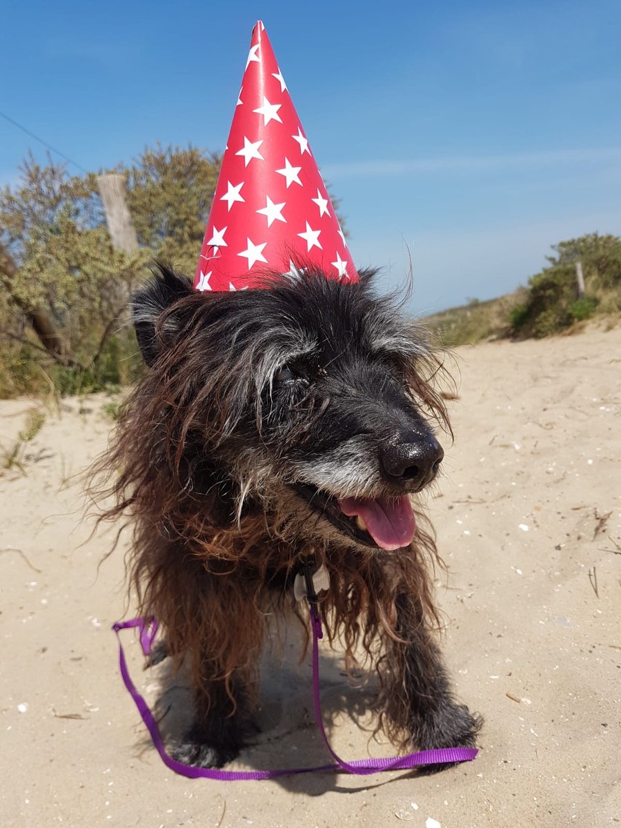 RhiPhillipsB's tweet photo. Bruno, my dog, turned 16 this week. He's taken the first spot on my classroom's new 'Wall of Happiness'. Children will display anything on it that makes them happy, as they return to an unfamiliar set up in school on Monday. 😊 #BSNTogether #BSNHealthyMinds https://t.co/987dLZsDwn