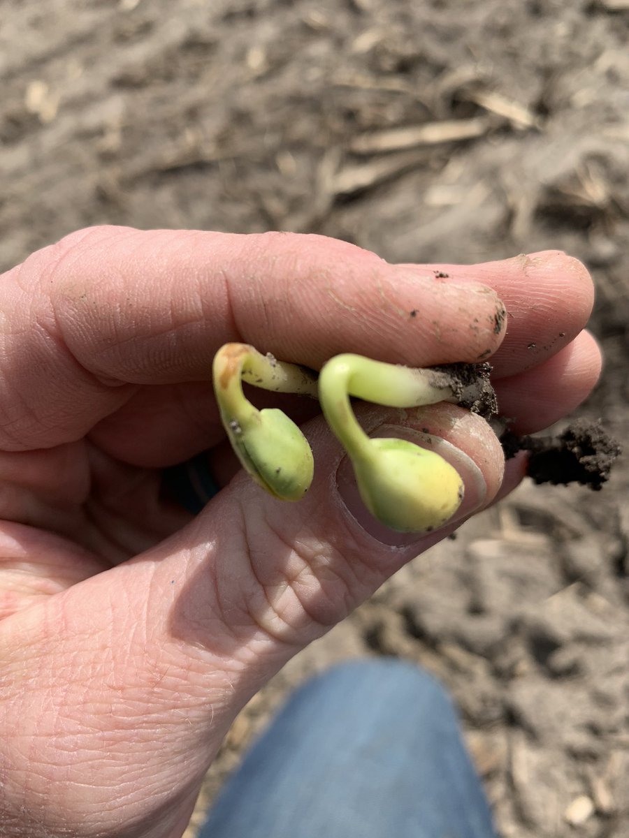 If you’ve applied a PPO on soybeans and haven’t walked them lately, it’s worth a walk. Before tonight’s dip in temperatures, don’t mistake #frost damage for PPO burn. <a href="/gorams79/">Aaron Ehler</a> <a href="/AgSwtP2/">Shelby Weckel</a>