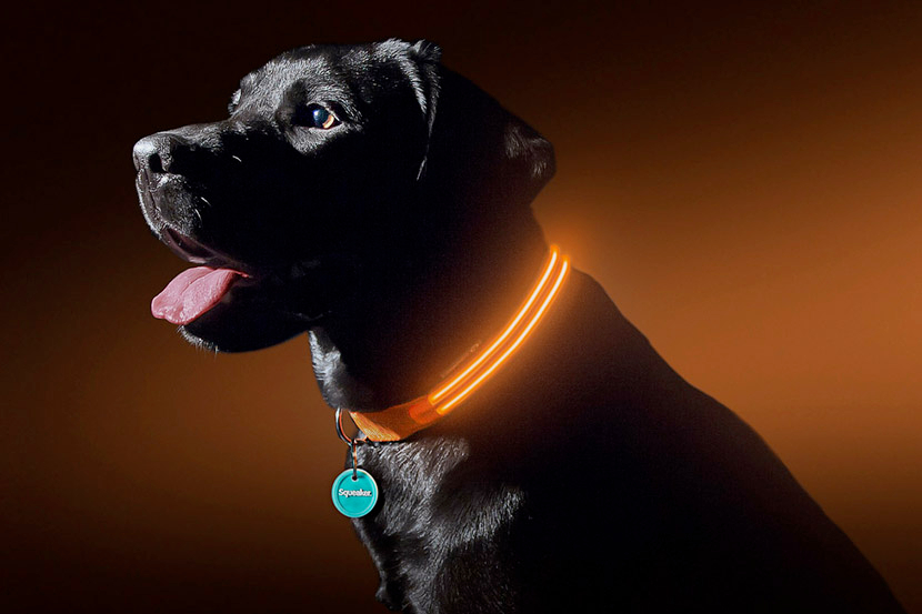 Ledlightguides's tweet image. Worried about your four-pawed friends&apos; 🐶 safety when walking in the dark? Well, fear no more.

#LED dog collars help your beloved pets stand out at night 💡🎽 and are fully rechargeable via USB: ledlightguides.com/best-led-dog-c…

#dogs #dogwalking #petsafety #doggo #dogcollar
