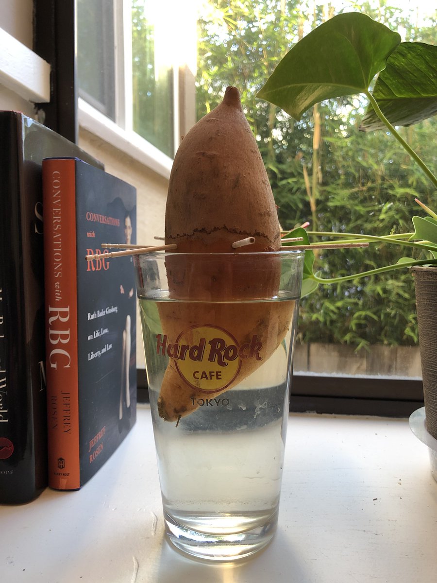 SamaSamaBayArea's tweet photo. Lol. Definitely. But, for those with aspiring/greenish thumbs, we are gardening like BOSSES - windowsill gardening to every corner of the yard/deck/container. #greenthumbpower #gardenprojects #sharpeningtools #whenindoubtaddwaterandsunshine https://t.co/nZ8f7Zmcp1