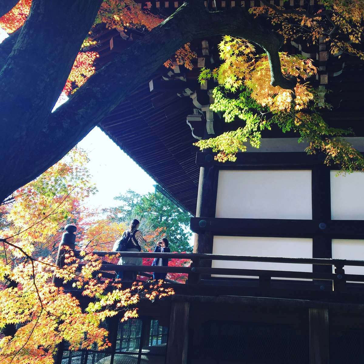 vivanewtown's tweet photo. @DecceLab 紅葉の季節の京都でえす https://t.co/URuR3oDPri